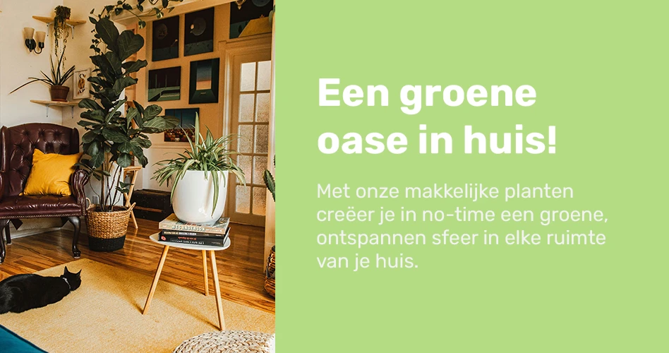 De mooiste en makkelijkste planten vind je bij Goudenbod.nl